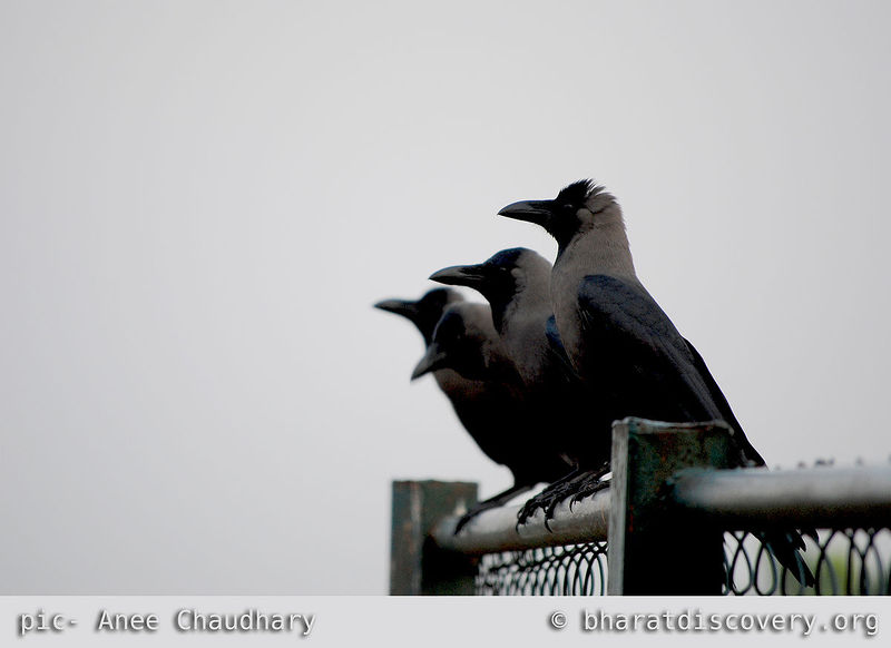 चित्र:4-crow-meeting.jpg