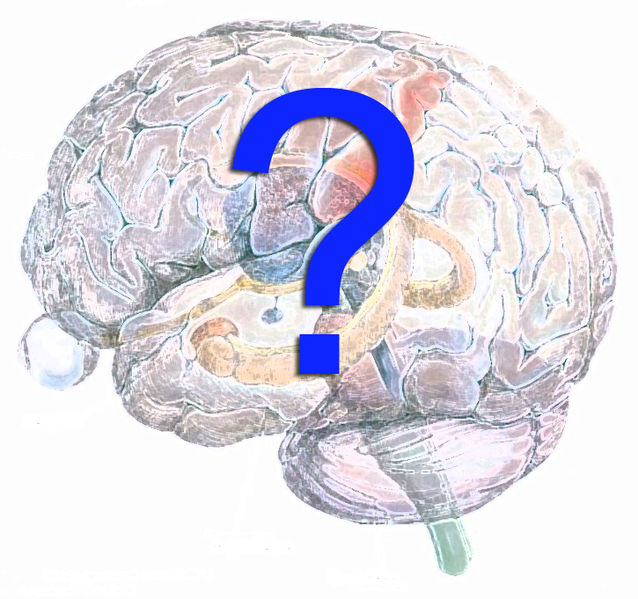 चित्र:Hippocampus-brain.jpg